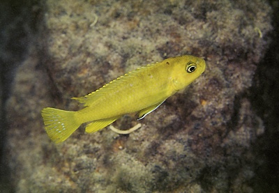 Chindongo sp. 'elongatus ornatus tanzania' Chuwa